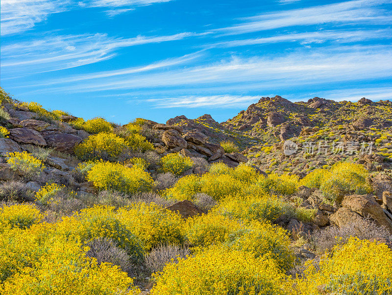 春刺灌木野花在Anza Borrego沙漠国家公园，CA